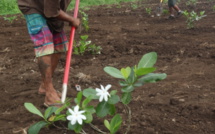 Le laboratoire de cosmétologie de Papara a sa propre plantation de Tiare Tahiti