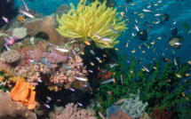 Grande barrière de corail: le Queensland accorde des licences à un projet minier controversé