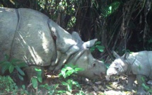 Mort d'un rhinocéros rare récemment découvert en Indonésie