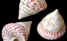 La pêche de trocas bientôt ouverte à Arutua