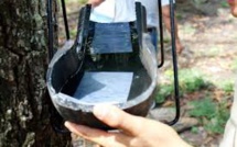 Zika: un piège à moustiques plus efficace, écologique et bon marché