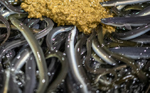 L'anguille, tradition gastronomique japonaise au menu d'un débat mondial sur sa préservation