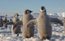 Manchots d'Antarctique recherchent crevettes