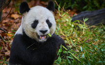 La France dit adieu à ses pandas chinois, Pékin promet de les remplacer