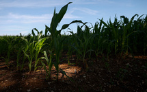 Le gouvernement publie enfin sa Stratégie pour l'alimentation et le climat
