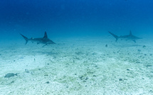 Protection renforcée pour plus de 70 espèces de requins et de raies