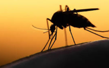 Zika: pas de raison de paniquer en Europe et aux Etats-Unis
