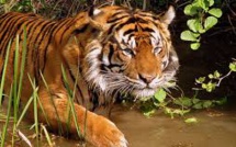 Pour la première fois en 100 ans, le nombre de tigres augmente