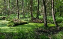 Greenpeace contre l'abattage d'arbres de la plus ancienne forêt primaire d'Europe
