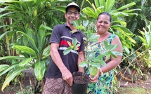 ​Des plants de Tiare Tahiti pour Tautira