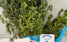 Démantèlement d'un nouveau réseau de stupéfiants