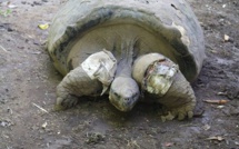 La tortue mâle du Jardin botanique toujours blessée