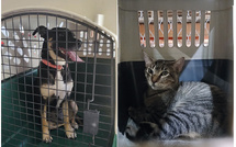 “On les a exfiltrées pour les sauver”