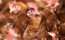 ​Salmonellose : comment “limiter la casse” ?