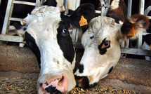 Dermatose: des agriculteurs s'opposent aux abattages en Ariège, intervention des gendarmes en cours