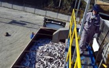 Le saumon chilien dévasté par une prolifération d'algues