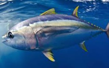 Des polluants dans des poissons empêcheraient le corps d'éliminer les toxines