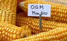 Le Conseil d'État annule l'interdiction du maïs OGM MON810 de Monsanto