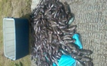 Moorea : Des pêcheurs au filet ont été interpellés mardi dernier