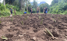 Une tarodière de 1,5 hectare restaurée à Moorea