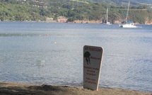 ​Des méduses à la Pointe Vénus, un enfant aux urgences