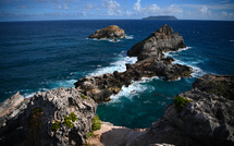 Guadeloupe: plus d'une centaine de nouvelles espèces découvertes lors d'une expédition scientifique