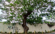 Papeete va sacrifier six marumaru centenaires