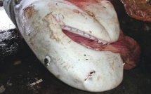 Inquiétude en Nouvelle-Calédonie après l' attaque mortelle de requin à Poe