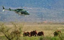 Kenya: des colliers GPS pour suivre les éléphants et les protéger d'un chemin de fer