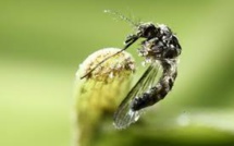 Le moustique vecteur du Zika redécouvert au Chili après 60 ans d'absence