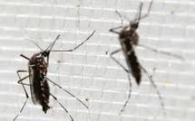 Le dérèglement du climat, facteur d'expansion de Zika, et autres virus