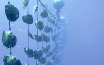 Maintien des précautions sur les écloseries de nacres