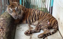 Indonésie: un tigre d'une espèce rare périt au "zoo de la mort"