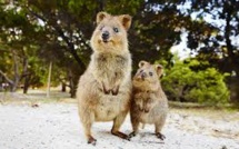 L'Australie forme des marsupiaux à éviter les crapauds toxiques