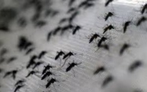 Zika: les moustiques, des porteurs de virus difficiles à éliminer