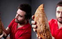 Une dent géante de cachalot de cinq millions d'années retrouvée en Australie