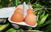 Les œufs face au fléau des salmonelles