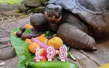 ​La tortue de Papeari bientôt bicentenaire