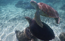 La Polynésie au cœur de la protection des océans
