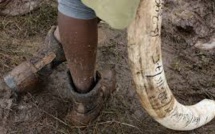 Le Kenya se mobilise pour en finir avec le commerce illégal d'ivoire