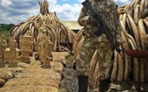 Kenya: pour brûler l'ivoire, le feu ne suffit pas