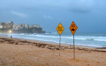 Australie: un enfant de 12 ans meurt des suites d'une attaque de requin