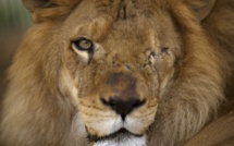 Trente-trois lions sauvés des cirques sud-américains s'envolent pour l'Afrique