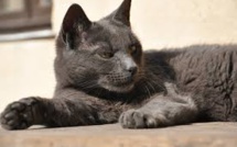 GB: le chat qui faisait trembler le facteur