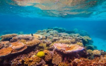 Grande barrière: de nombreux récifs risquent de mourir dans les 20 prochaines années