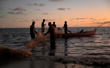 Des microplastiques présents dans un tiers des poissons de plusieurs pays du Pacifique