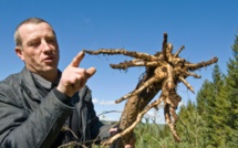 Les rats taupiers, ennemi public N°1 dans le Massif Central