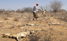 "Nos enfants seront les prochains à mourir": dans le nord-est du Kenya, la sécheresse fait des ravages