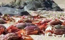 Hécatombe d'espèces marines dans un Chili aux eaux plus chaudes
