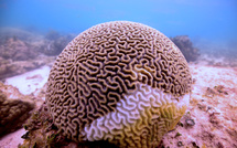 La moitié des coraux blanchis lors du dernier épisode de 2014-17, selon une étude